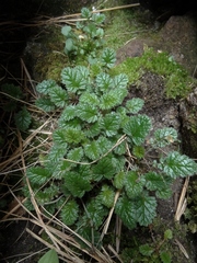 Geum leiospermum