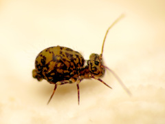 Ptenothrix marmorata
