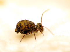 Ptenothrix marmorata