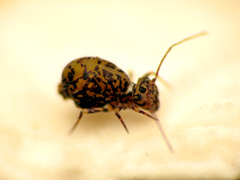 Ptenothrix marmorata