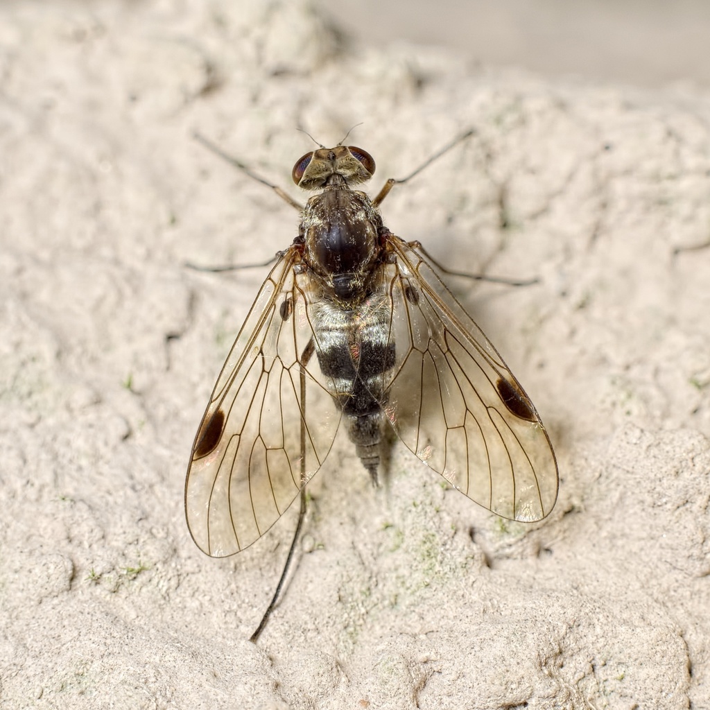 Silver-banded Snipefly