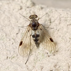 Chrysopilus erythrophthalmus