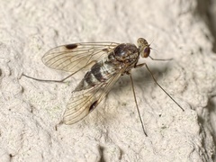 Chrysopilus erythrophthalmus