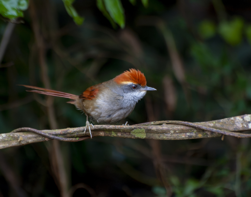 Rufous Spinetail photo