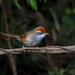 Rufous-capped Spinetail - Photo (c) Alan Hentz, some rights reserved (CC BY), uploaded by Alan Hentz