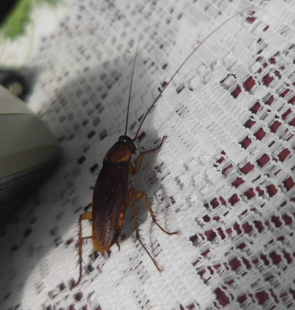 American Cockroach from Q686+GP6, La Ceiba, Honduras on October 6, 2023 ...