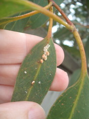 Eriococcus coriaceus