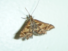 Diasemia grammalis
