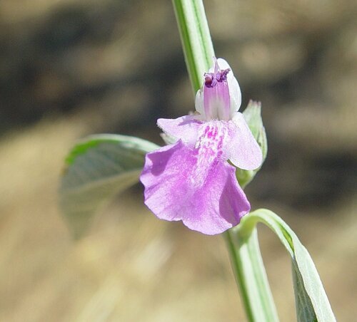 Anisomeles farinacea