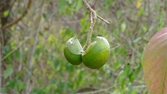 Tabernaemontana tomentosa