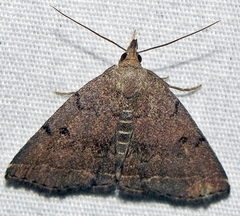 Zanclognatha dentata