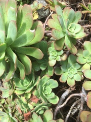 Aeonium haworthii