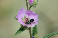 Sphaeralcea polychroma