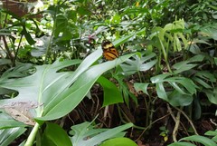 Hypothyris euclea laphria