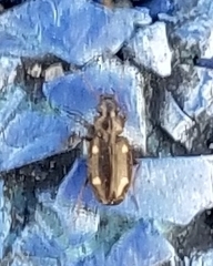Tetragonoderus laevigatus