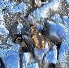 Tetragonoderus laevigatus