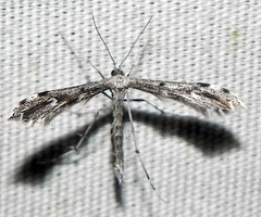 Hellinsia inquinatus