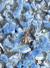 Tetragonoderus laevigatus