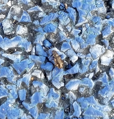 Tetragonoderus laevigatus