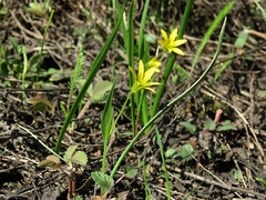 Gagea granulosa