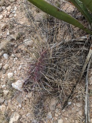 Opuntia azurea diplopurpurea