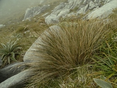 Chionochloa vireta