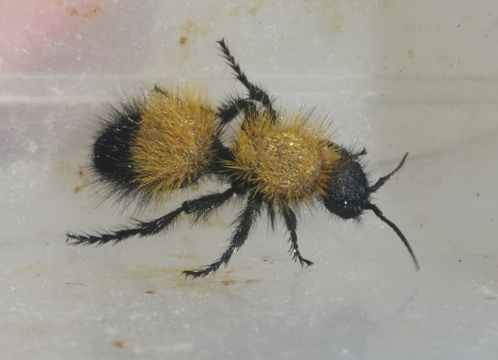 Dasymutilla scitula