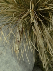 Chionochloa vireta