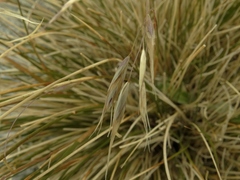 Chionochloa vireta