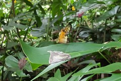 Hypothyris euclea laphria