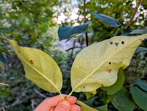 Image of Syringa reticulata by (c) Loïc Mathieu, some rights reserved (CC BY)