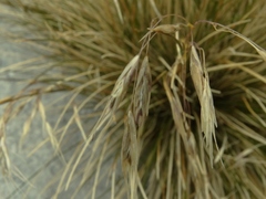 Chionochloa vireta