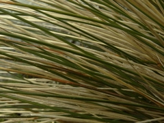 Chionochloa vireta