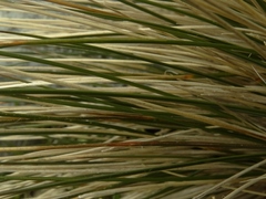 Chionochloa vireta