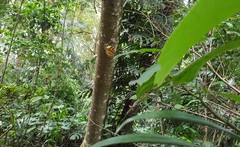 Hypothyris euclea laphria