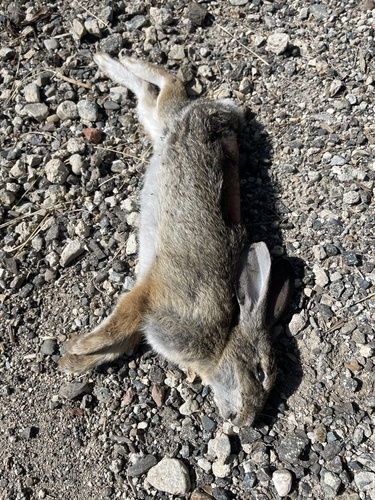 iNaturalist observation photo of Cottontail Rabbits