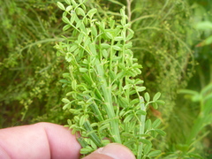 Carmichaelia odorata