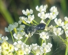 Hylaeus schwarzii