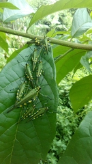 Chromacris psittacus