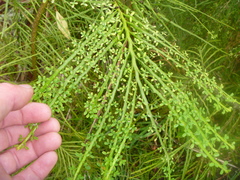 Carmichaelia odorata