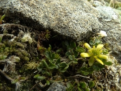Ranunculus enysii