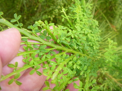Carmichaelia odorata