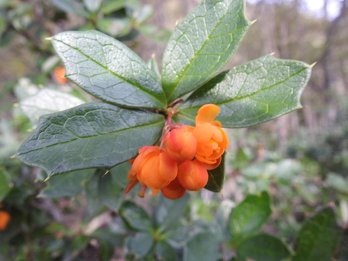 Image of Berberis ilicifolia by (c) María Regina Silva, some rights reserved (CC BY)