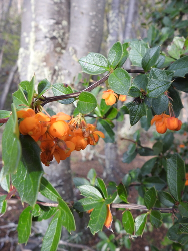 Image of Berberis ilicifolia by (c) María Regina Silva, some rights reserved (CC BY)
