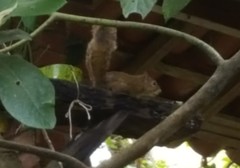 Sciurus aestuans ingrami