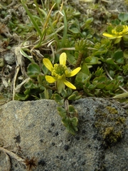 Ranunculus enysii