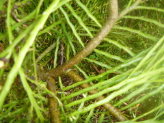 Carmichaelia odorata