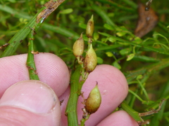 Carmichaelia odorata