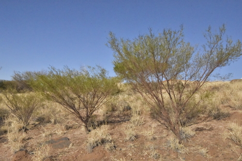 Acacia trachycarpa