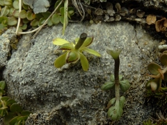 Ranunculus enysii